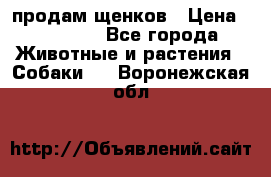 продам щенков › Цена ­ 15 000 - Все города Животные и растения » Собаки   . Воронежская обл.